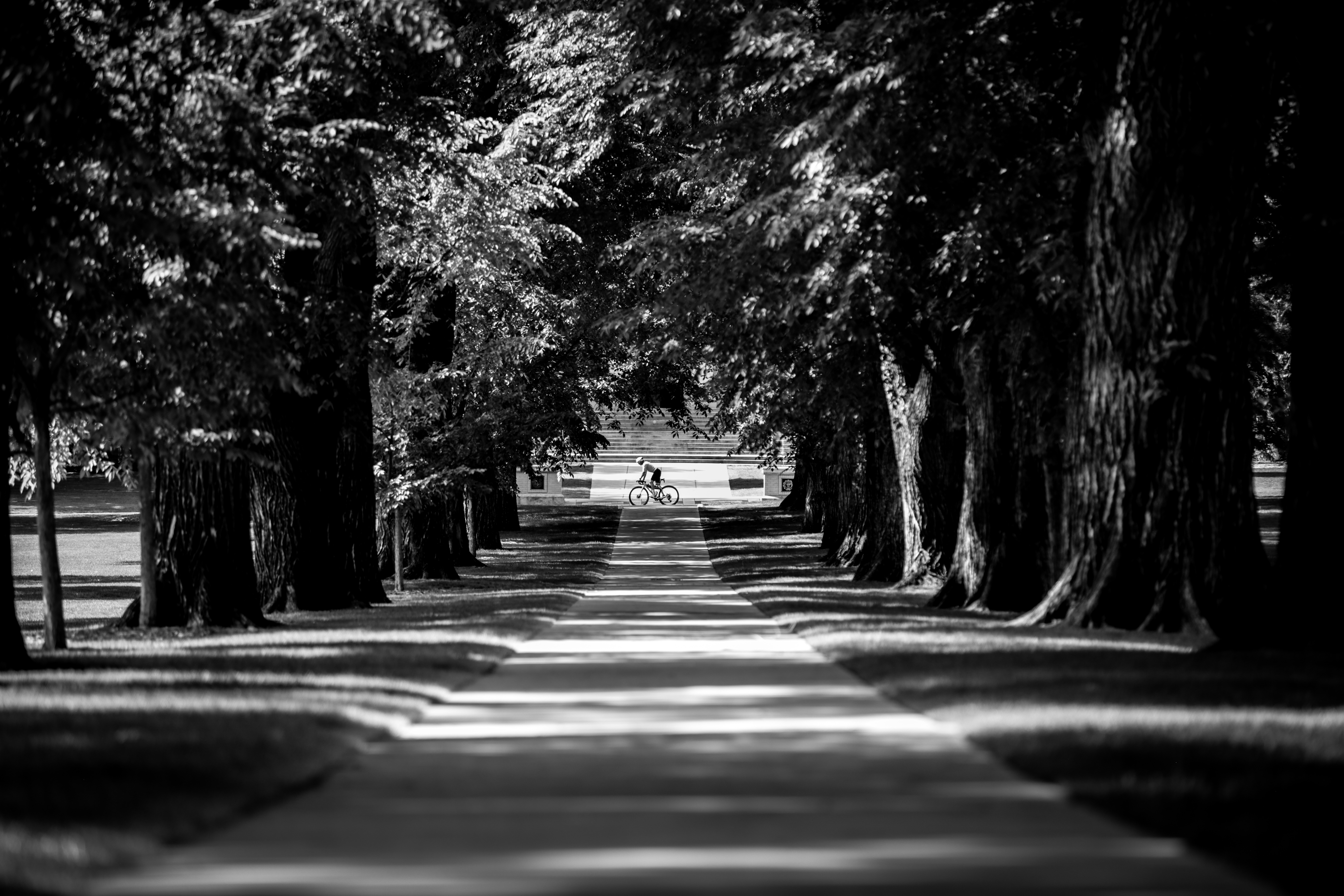Treelined path with cyclist posing at the end